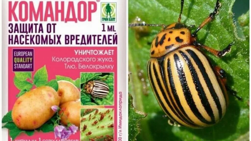 Как избавиться от колорадского жука солью. Средство жук от колорадского жука. яд для колорадского жука. отрава от колорадского жука командор.