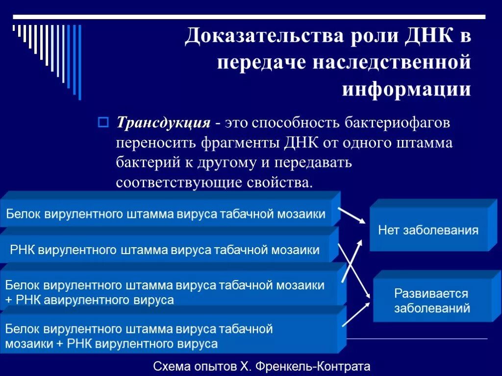 Доказательство роли ДНК. Доказательства генетической роли ДНК. Роль ДНК В передаче наследственной информации. Опыт трансдукции доказательство роли ДНК.