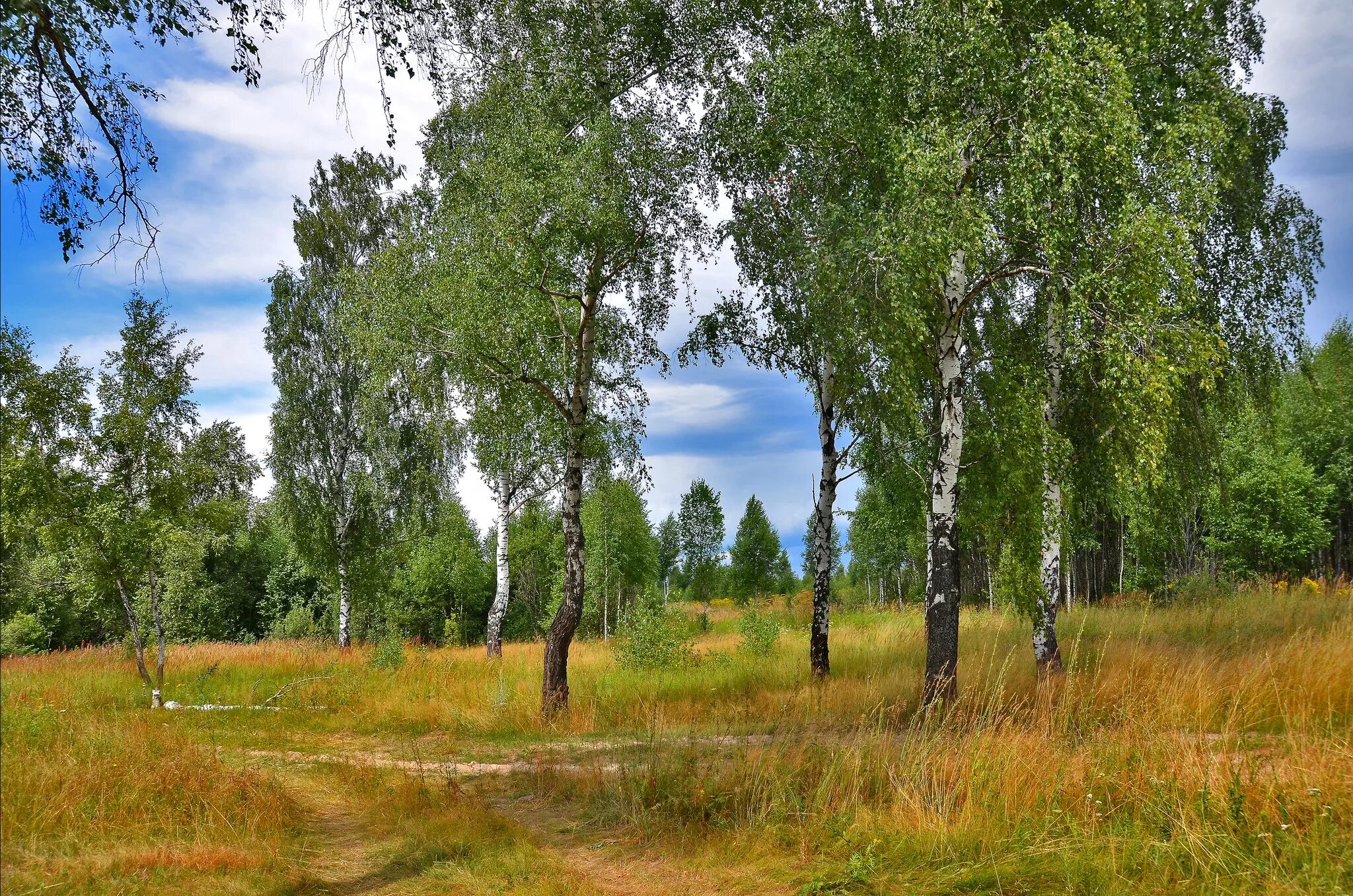 Березка нижегородская область. Российские просторы березы Есенин. Березовая роща Рязань. Берёзовая роща Курск. Природа Рязанской области Березовая роща.