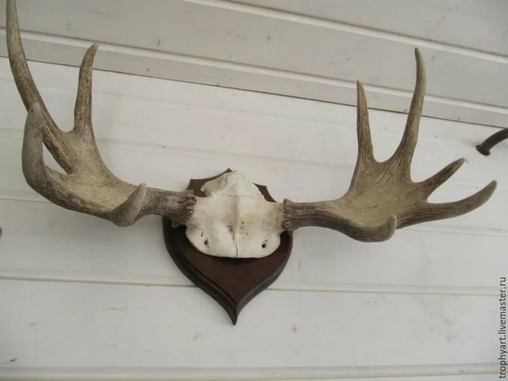 Установить рога. Лосиные рога на стену. Установить рога. Оленьи рога на стене. Оленьи рога на стенку.