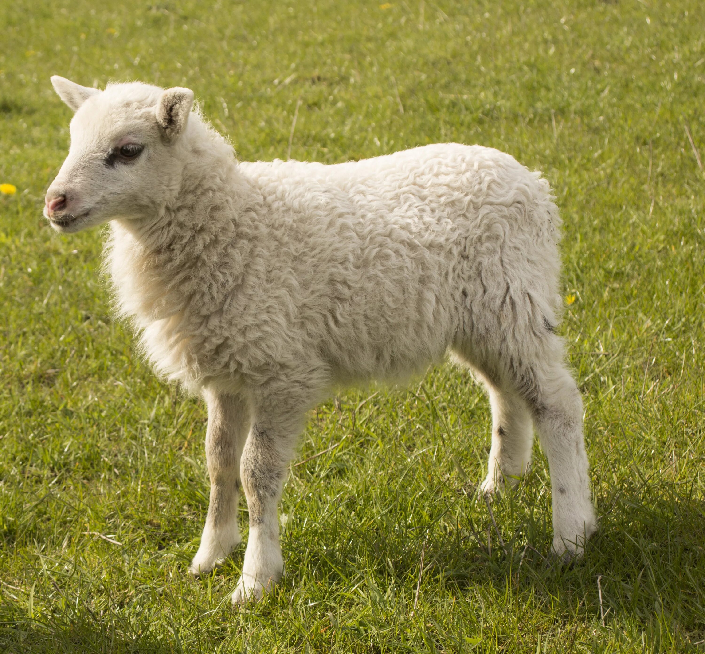 Ягненок 3 месяца. Баран и ягненок. Белый барашек. Красивая овца. Пятнистые овцы.