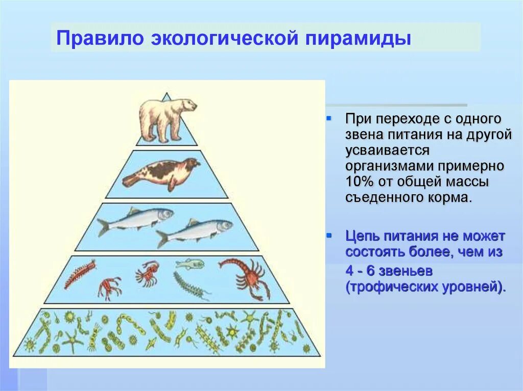 Экологические пирамиды биомасс энергии. Упрощенная экологическая пирамида чисел. Экологическая пирамида биогеоценоза. Экологическая пирамида хвойного леса. Цепи питания и экологические пирамиды.