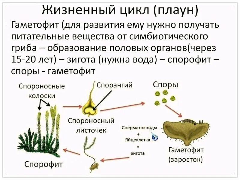 Гаметофит половая стадия