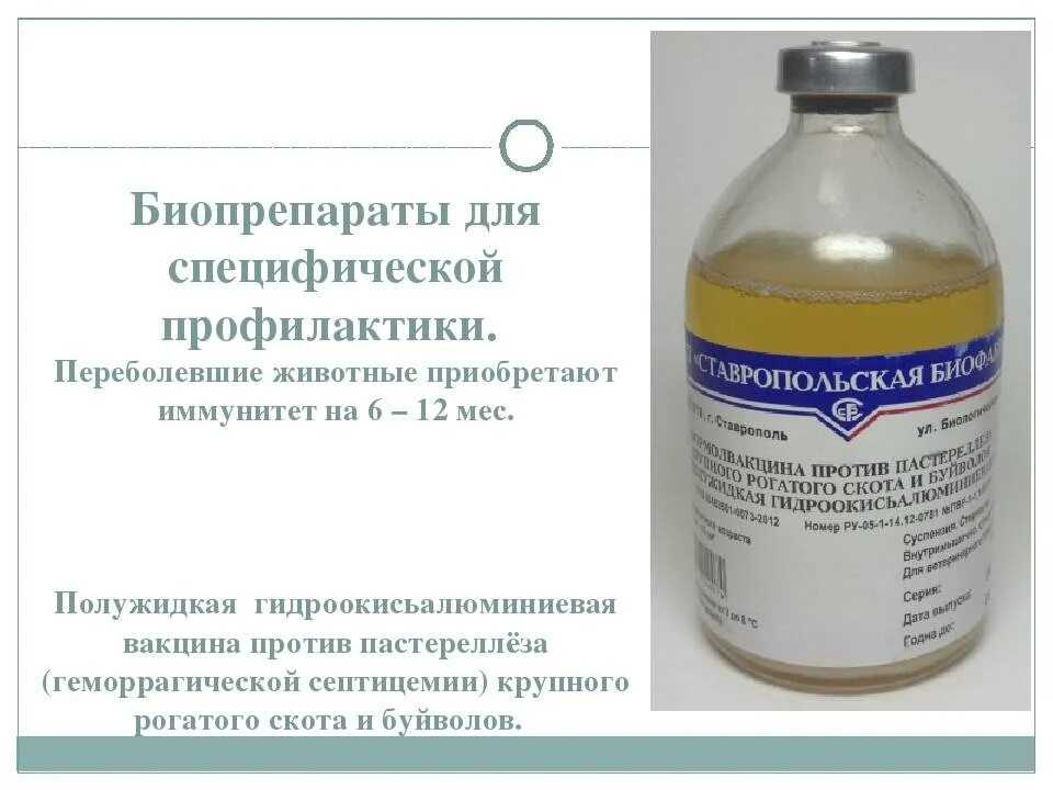 Сыворотка против лептоспироза КРС. Вакцина против эмкара КРС. Вакцины и сыворотки против пастереллеза. Вакцинация КРС против пастереллеза.