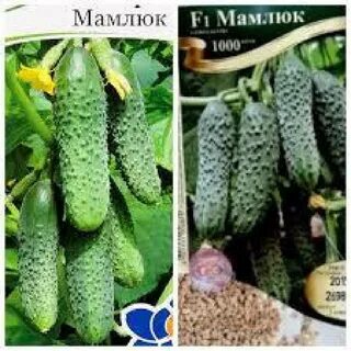 Огурцы мамлюк отзывы
