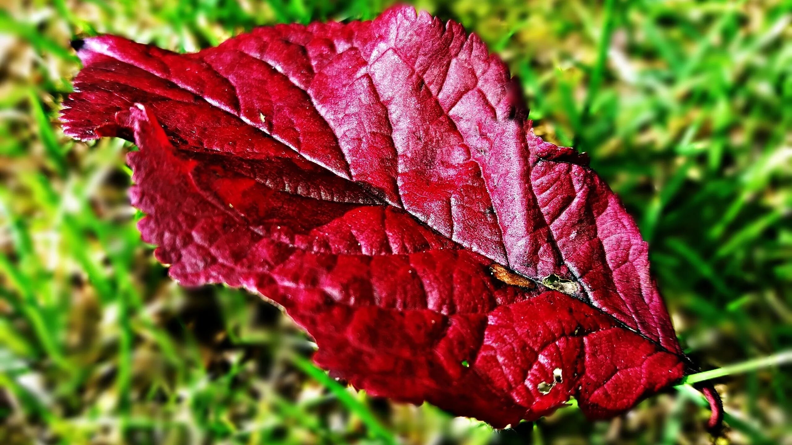 Листья краснеют по краям. Бордовые осенние листья. Красный лист. Растение с краснеющими листьями. Осенний лист с прожилками.