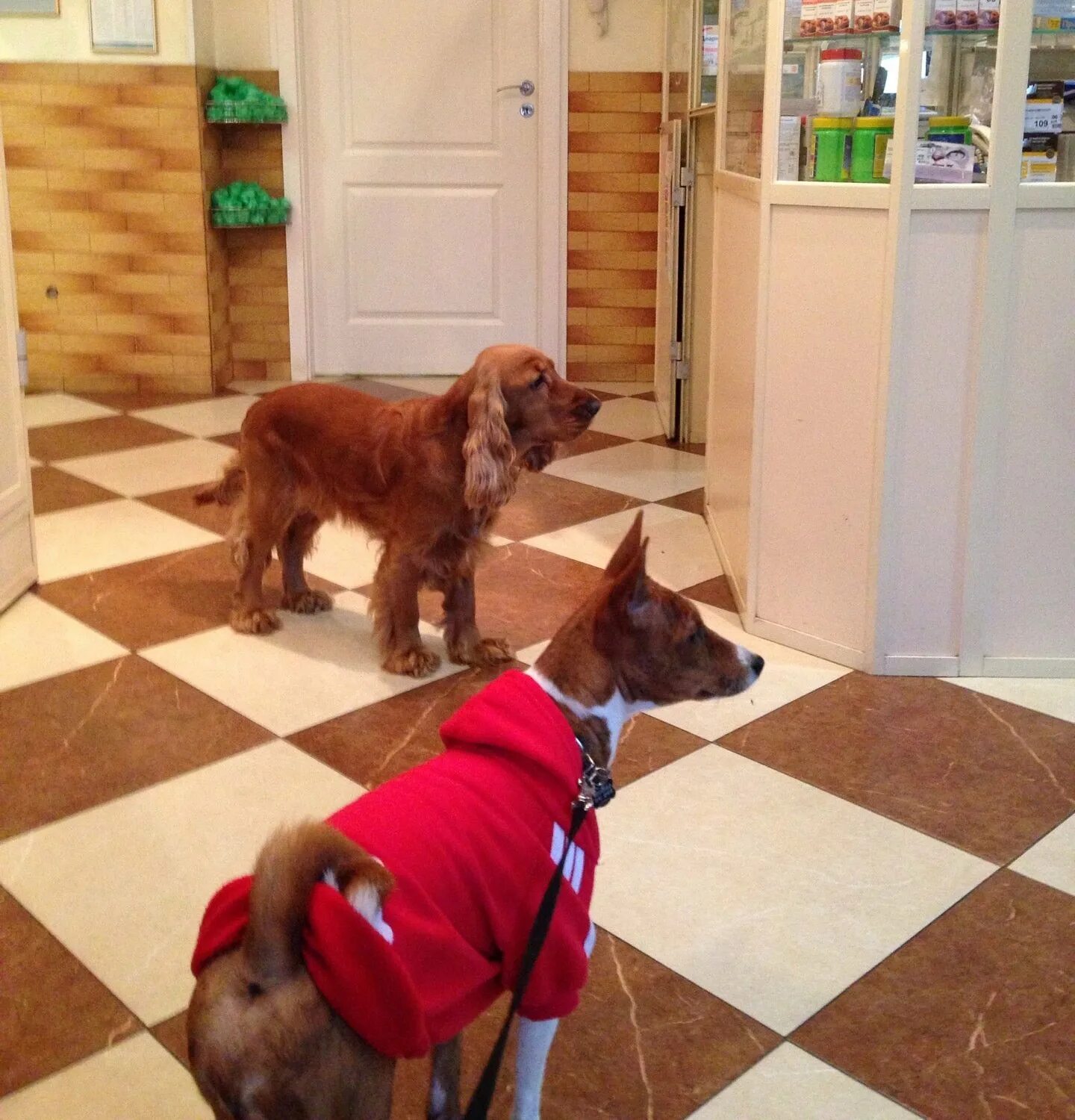 лисий нос сестрорецк