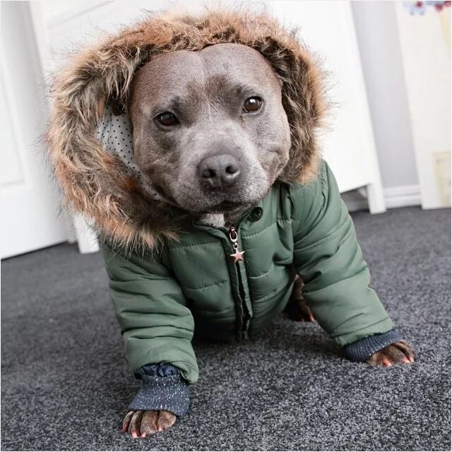 питбуль в комбинезоне фото.