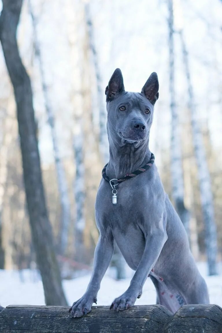 тайский риджбек ридж. гончая веймаранер. веймаранер собака. блю лейси щенок. тайский риджбек голубой.