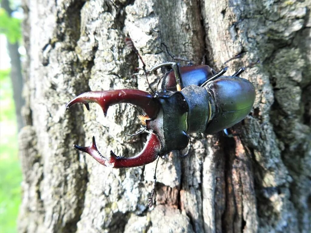 Чем перемещается жук олень. Жук-олень (lucanus cervus). жук рогач. жук рогач крылья.