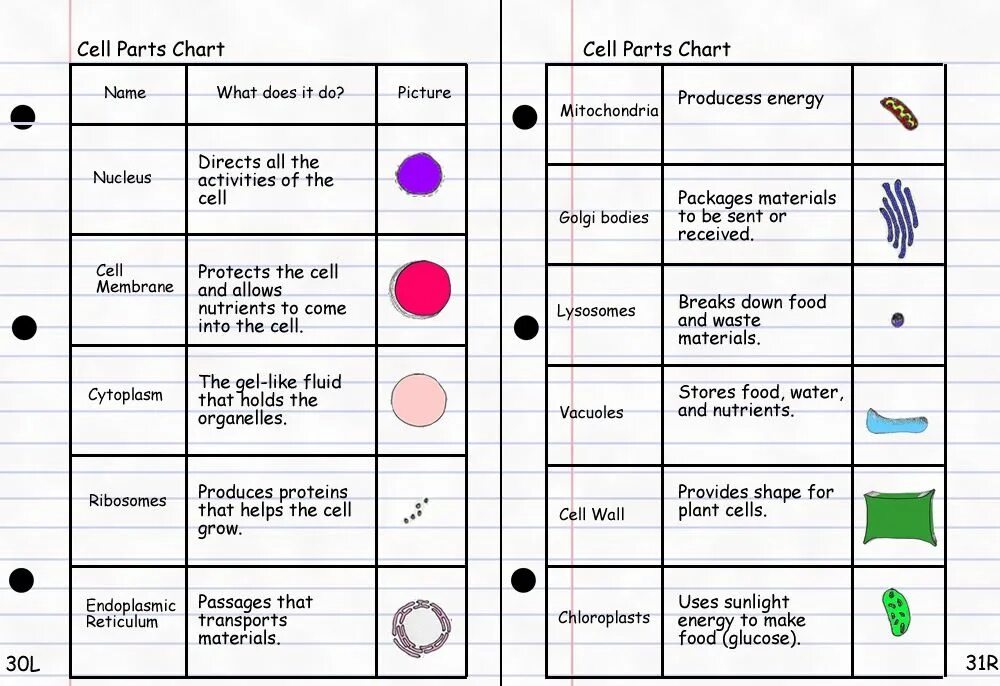 Part chart. Functions of organelles. Function of Cell organelles. Cell organelles and their functions. Cell structure and functions of organelles.