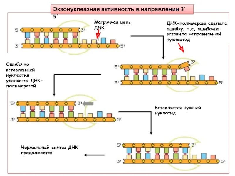 Направление матричной цепи днк. Экзонуклеазная активность ДНК-полимераз.. 5 3 Экзонуклеазная активность ДНК полимеразы. 5 Экзонуклеазная активность это. Матричная цепь.