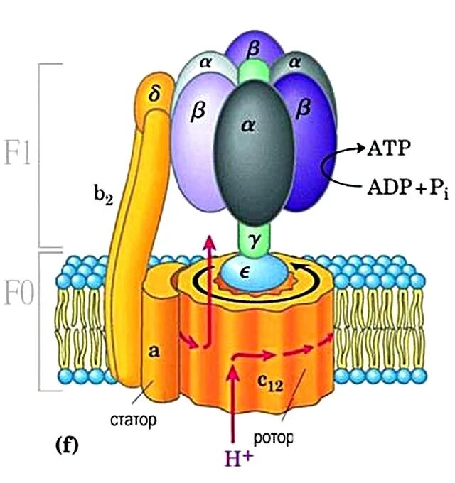 Строение протонной АТФ синтетазы схема. АТФ синтетаза схема. Строение АТФ синтазы. АТФ синтаза строение.
