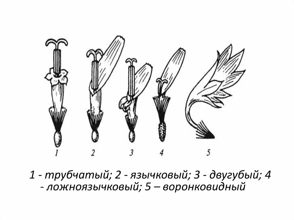 Цветки трубчатые язычковые воронковидные. Воронковидные и трубчатые язычковые типы цветков. Типы цветков трубчатые язычковые. Трубчатый цветок сложноцветных. Трубчатых воронковидных цветков