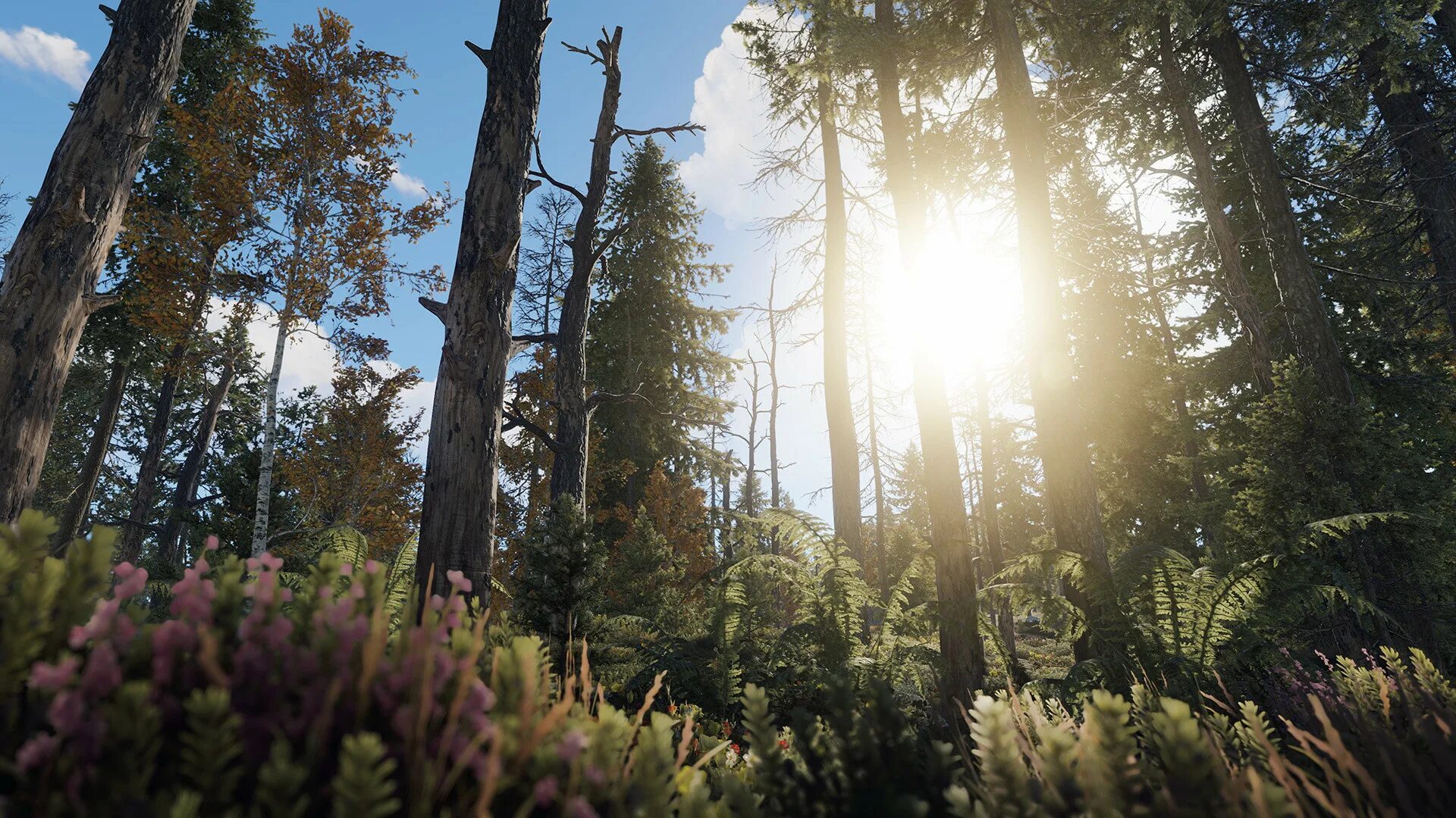 Rust bundle. Раст пейзаж. rust лес. красивые скриншоты раст. фон раст.