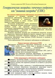 Как можно заразиться мышиной лихорадкой