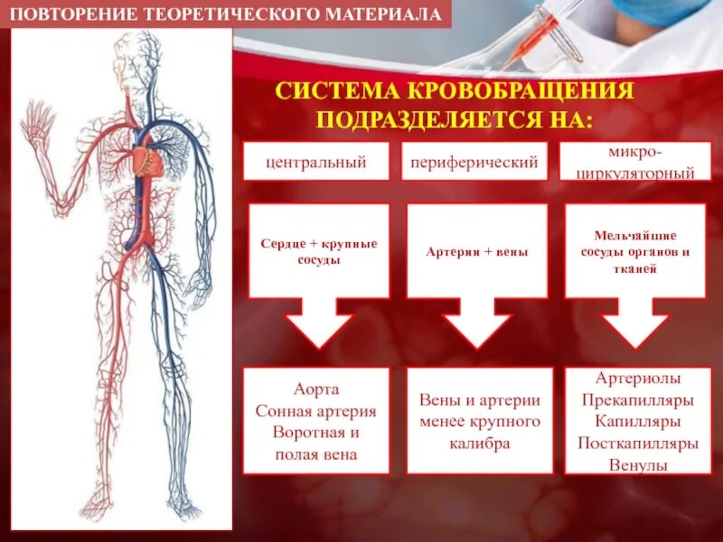 Заболевания артериальных сосудов. Периферические артерии. Заболевания периферических артерий. Периферический сосуд крупный. Заболевания периферических вен.