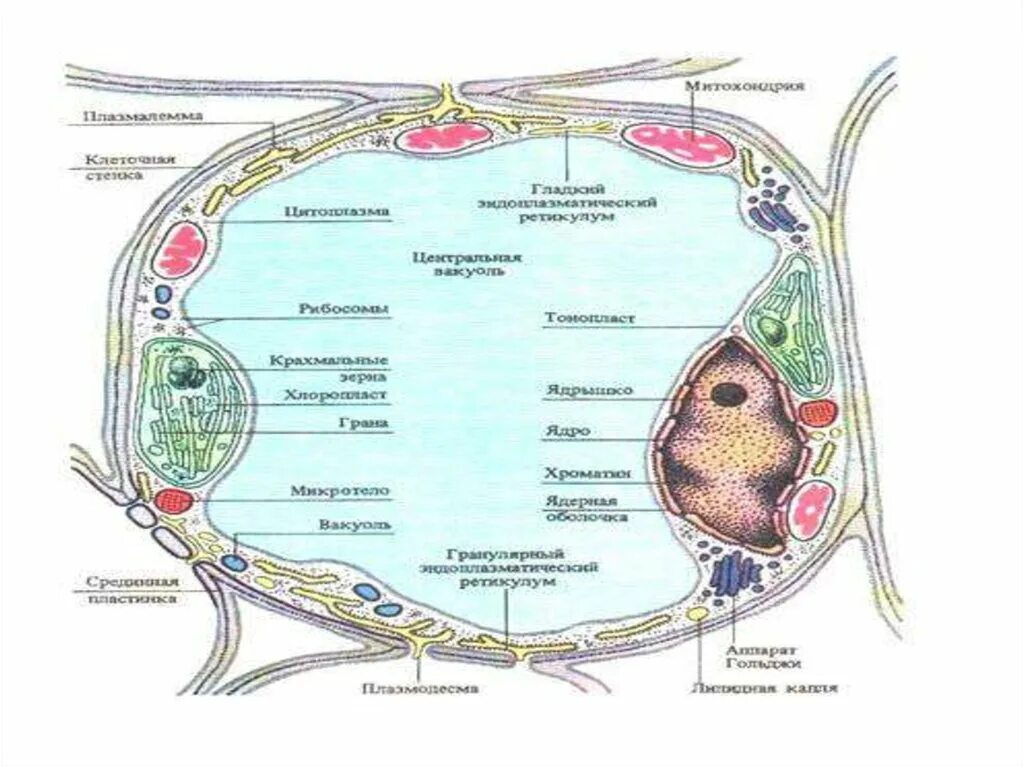 Строение протоплазмы. Протоплазма растительной клетки. Строение клетки протоплазма. Компоненты клетки протоплазма.