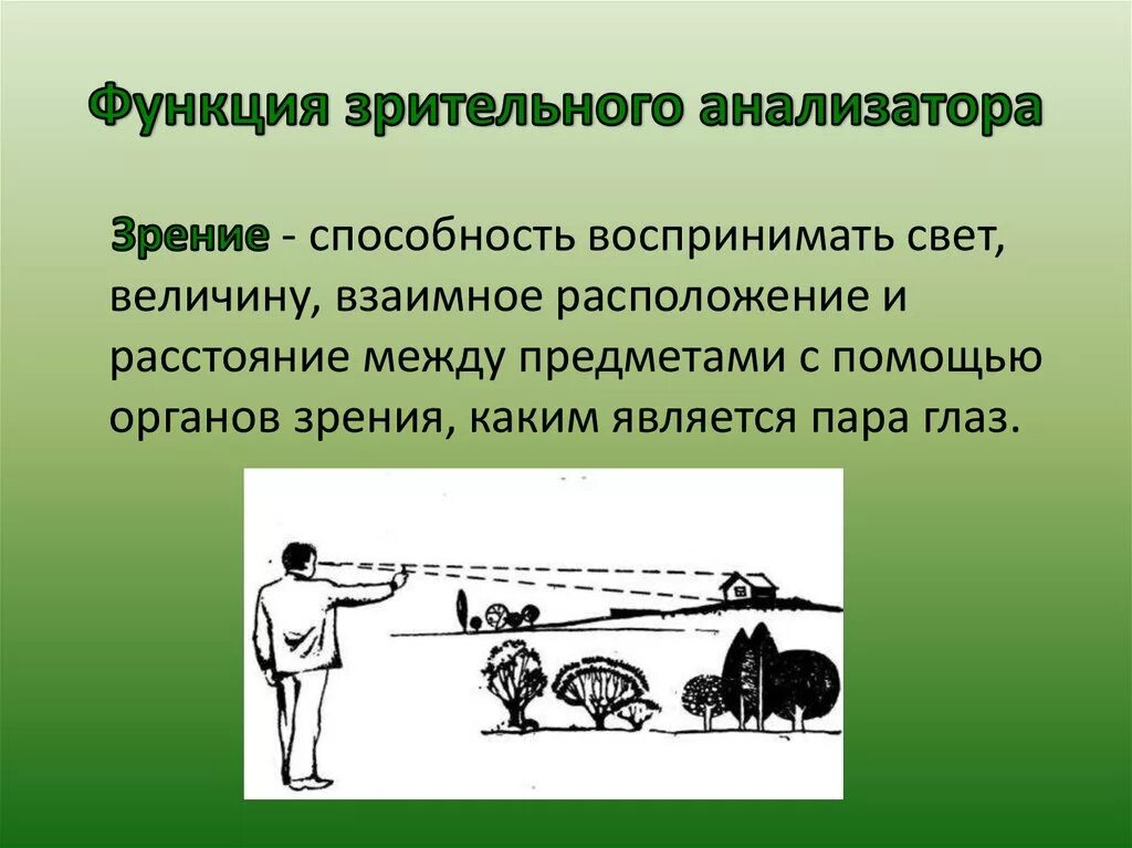 Функция зрения осуществляется