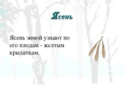 График работы ясеня