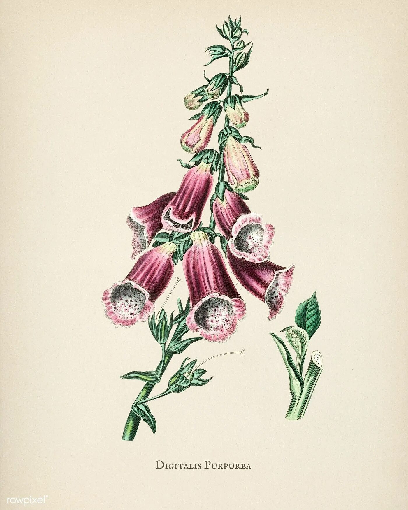 Digitalis purpurea ботаника. Digitalis purpurea. Ботаническая иллюстрация. Наперстянка пурпуровая Ботаническая. Наперстянка Ботаническая иллюстрация. Красивая ботаника