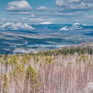 Семибратка златоуст