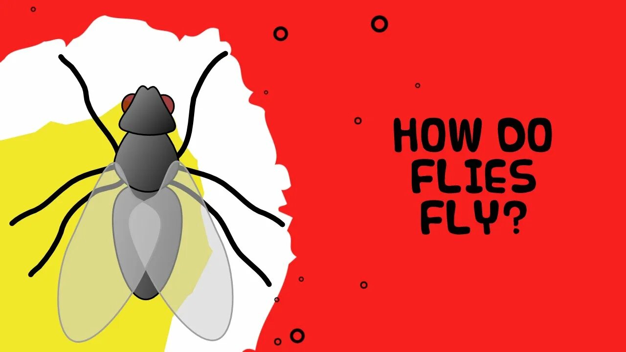 We fly he. Interesting facts about insects. Fly Flies правило. Fly for Kids. One одна Flies two Flies Fly.