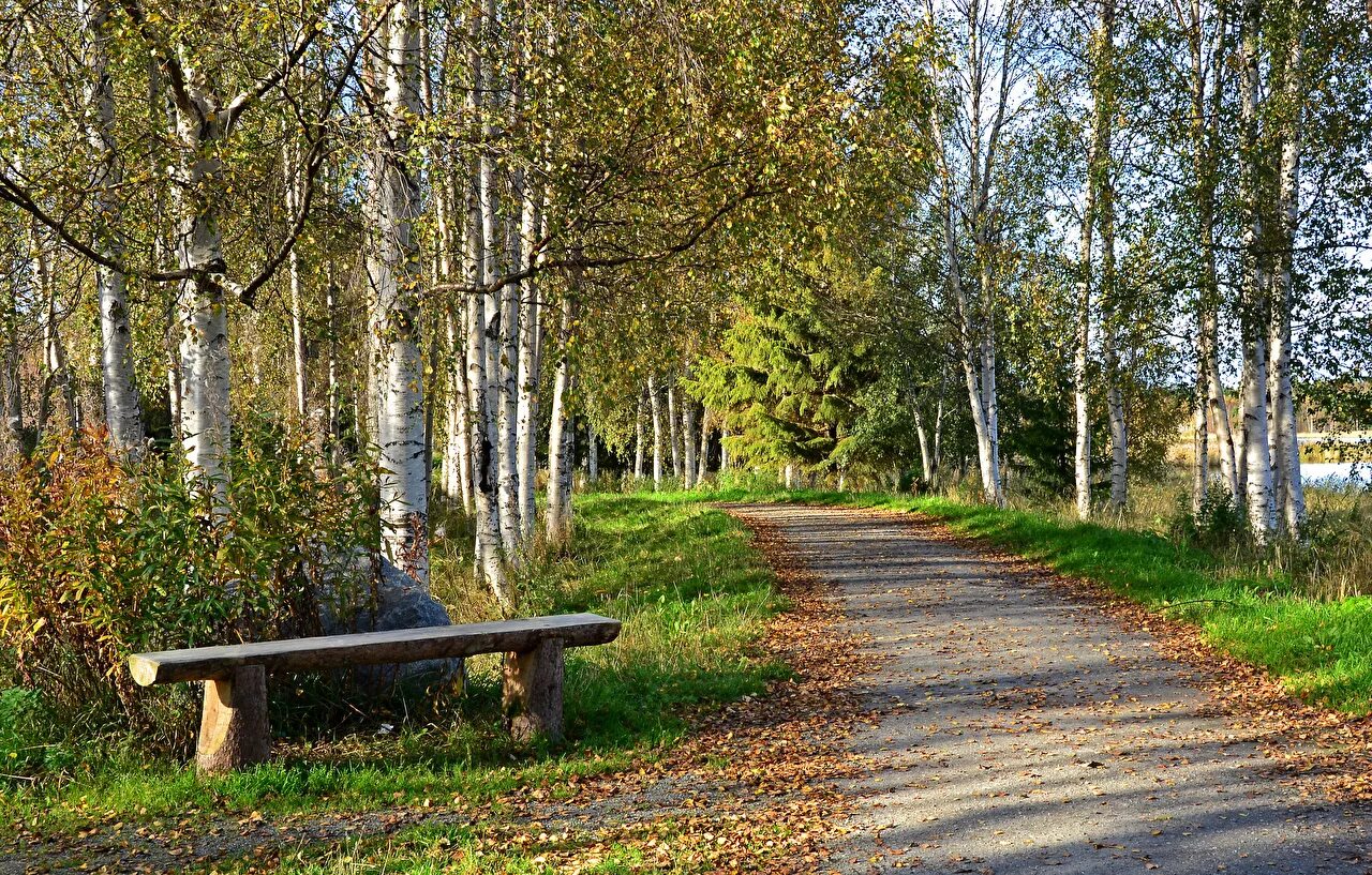 Давай прогуляемся до старой березы