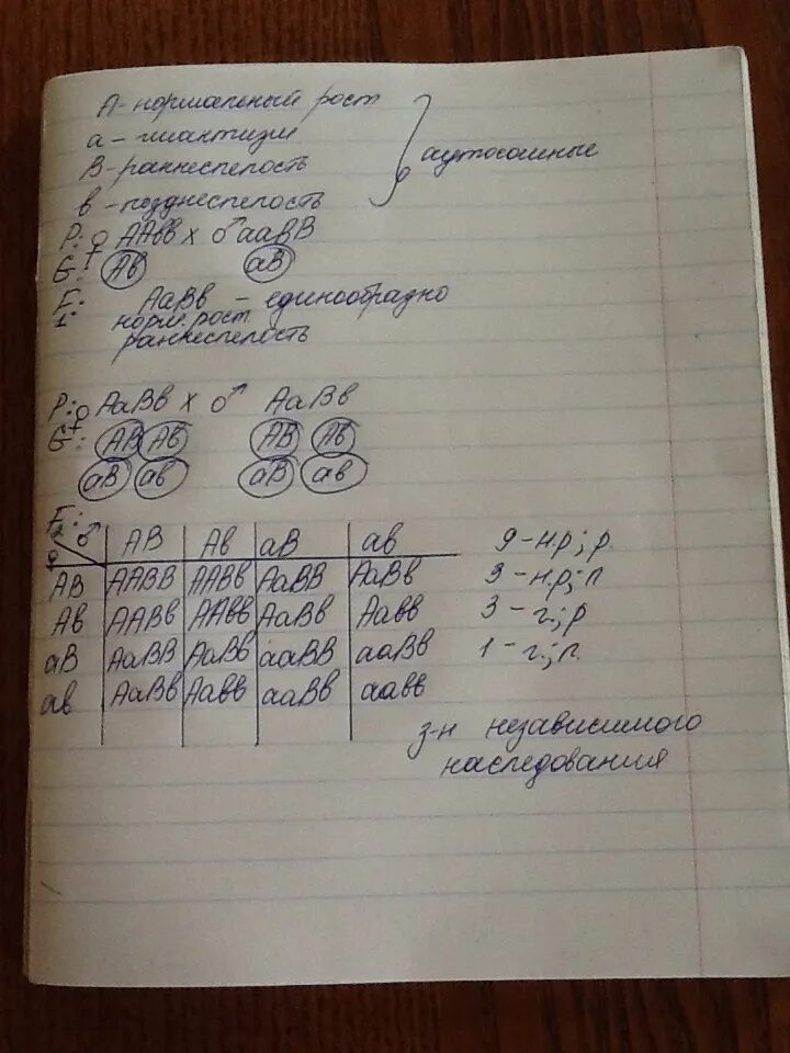 У овса раннеспелость доминирует над позднеспелостью. Нормальный рост у овса доминирует над. нормальный рост овса. нормальный рост у растений овса доминирует над гигантизмом.
