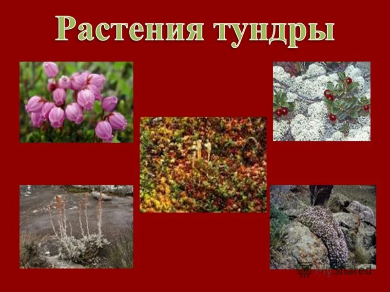 Примеры растений в тундре