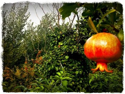 Blox fruits джунгли