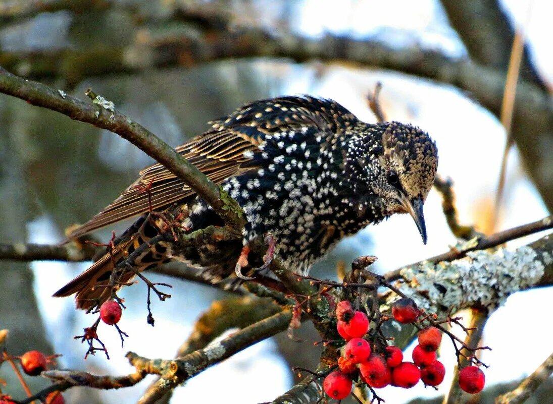 Певчий скворец. Скворец зимует. Зимующие скворцы. Скворец осень. Скворец сибирский.