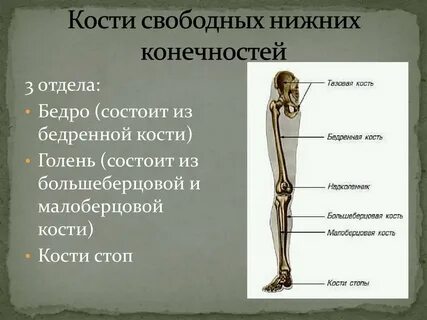 Какие кости образуют скелет свободной нижней конечности