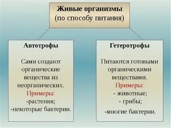 Какую роль в сообществе играют гетеротрофные организмы. Автотрофный и гетеротрофный Тип питания. Автотрофный Тип питания гетеротрофный Тип. Автотрофный Тип питания гетеротрофы. Типы питания автотрофы и гетеротрофы таблица.