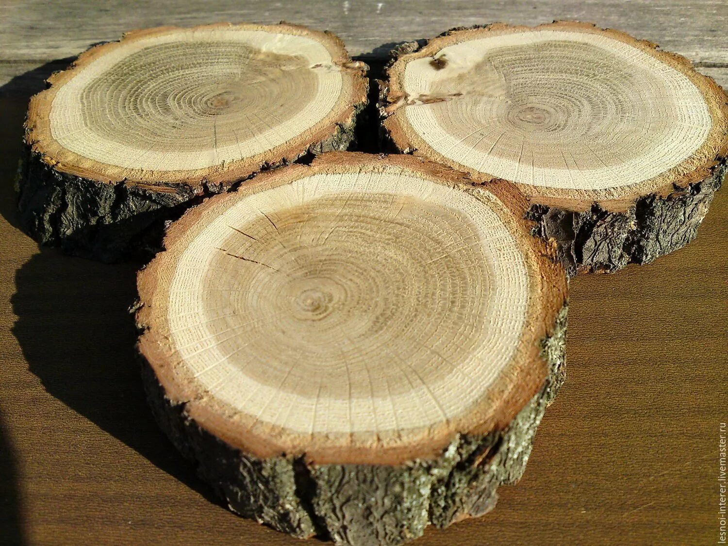 Срез древесины дуба. Фото среза дерева. Спил дерева f4150g. Спил дерева. Лиственница сибирская древесина.