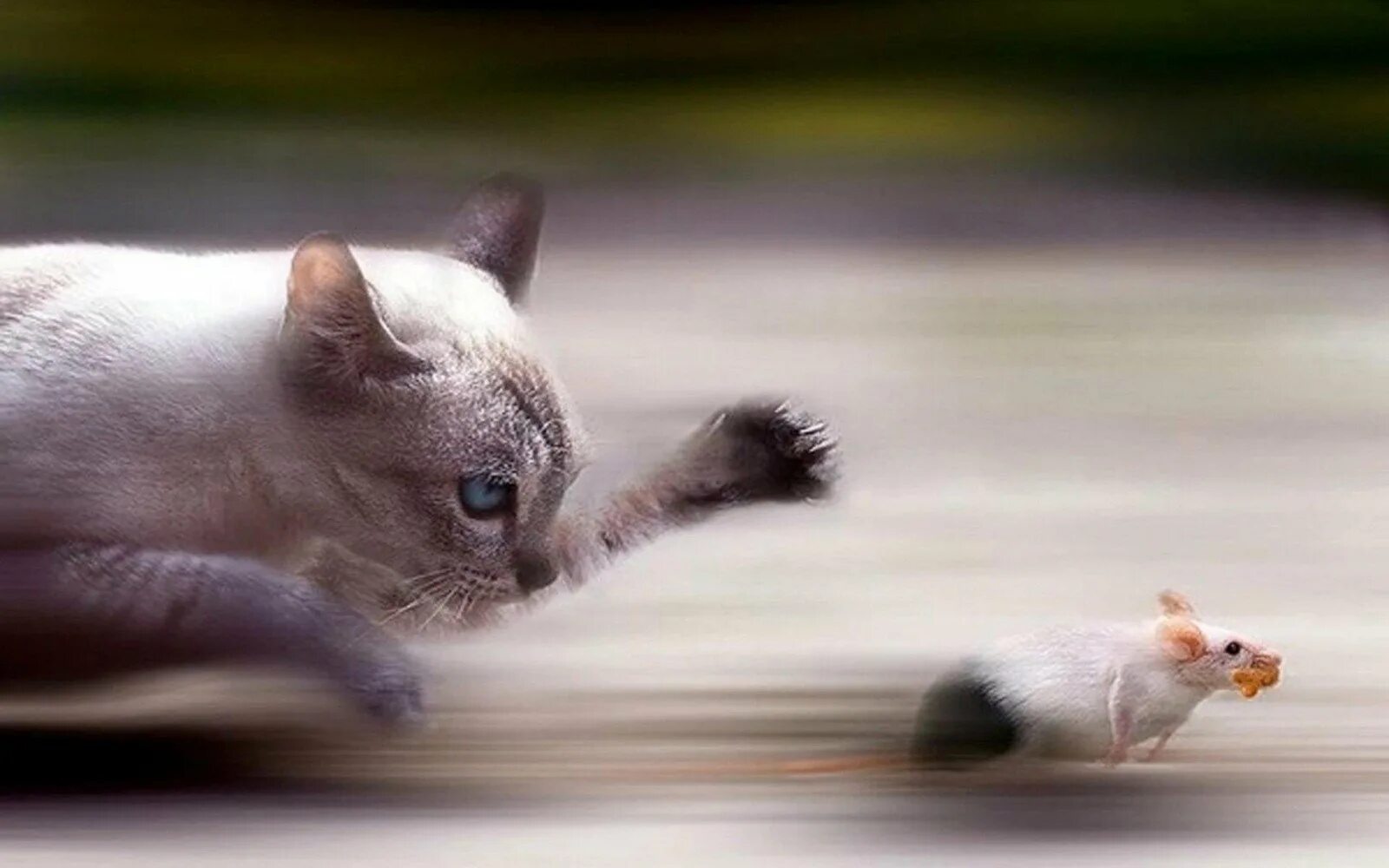 Догони кота. Котик бежит. Кошка за мышкой. Кот гонится за мышью. Котята бегают.