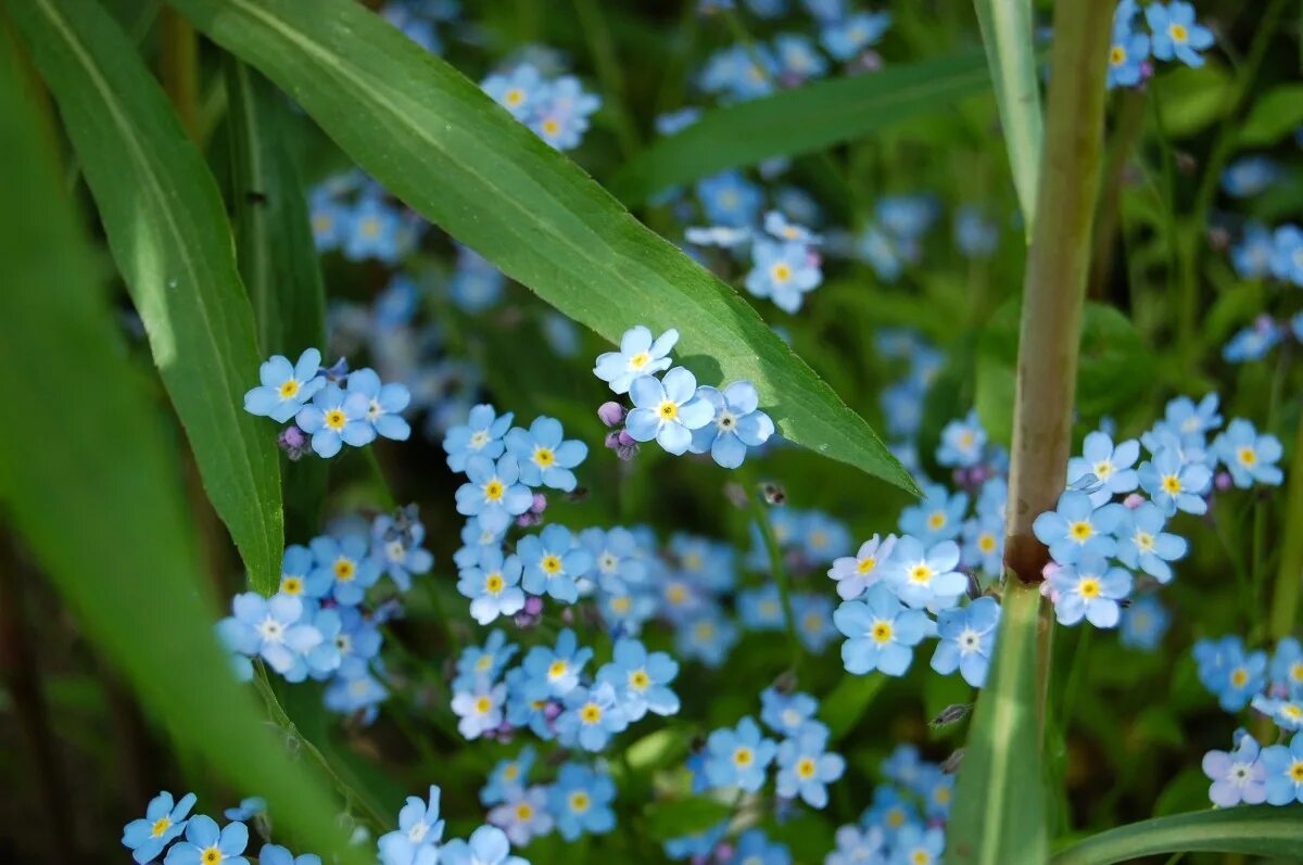 Незабудка Лесная Форгетминот. Незабудка Болотная. Незабудка Лесная Myosotis sylvatica. Незабудка Болотная semperflorens.