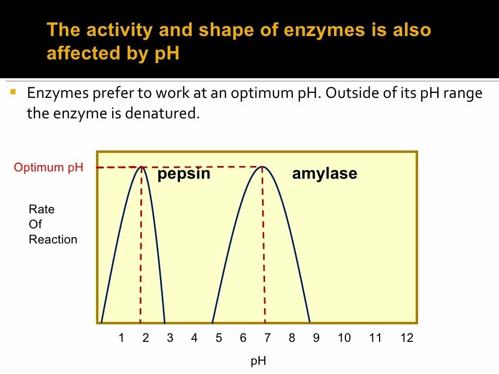 The effect of the temperature. Effect of temperature and ph on enzyme activity. enzyme ph activity. ph and temperature optimum for enzymes. the effect of ph to enzyme activity.
