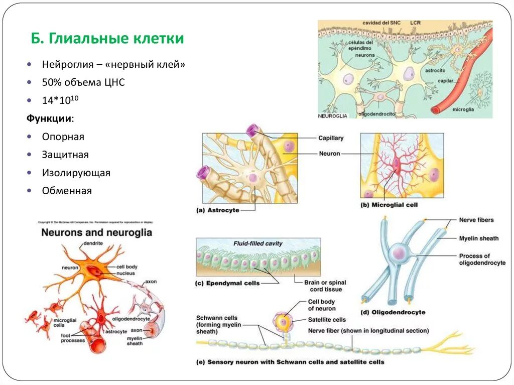 Нейроглия глиальные клетки. Функции глиальных клеток таблица. Функции глиальных клеток в нервной системе. Клетки нейроглии таблица.