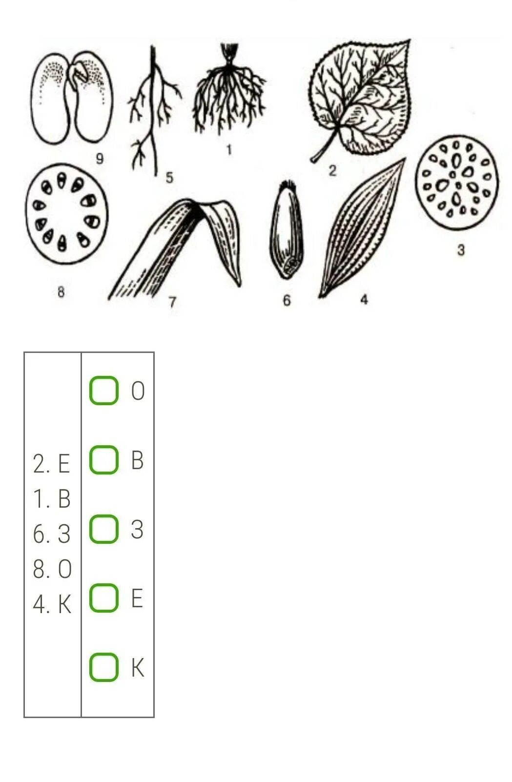 Каким номером на рисунке обозначено однодольное. Растения изображенные на рисунке. Однодольные растения на каком рисунке. Характерные для класса Однодольные растения. Рисунок признаки классов растений.