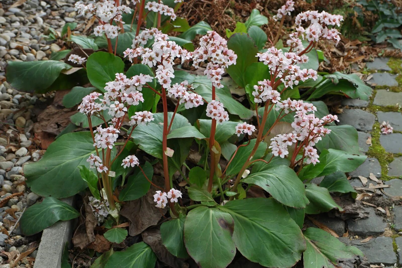 бадан (bergenia). бадан толстолистный bergenia crassifolia. бадан magic giant. бадан сердцелистный 'silberlicht'. бадан толстолистный в ландшафте.