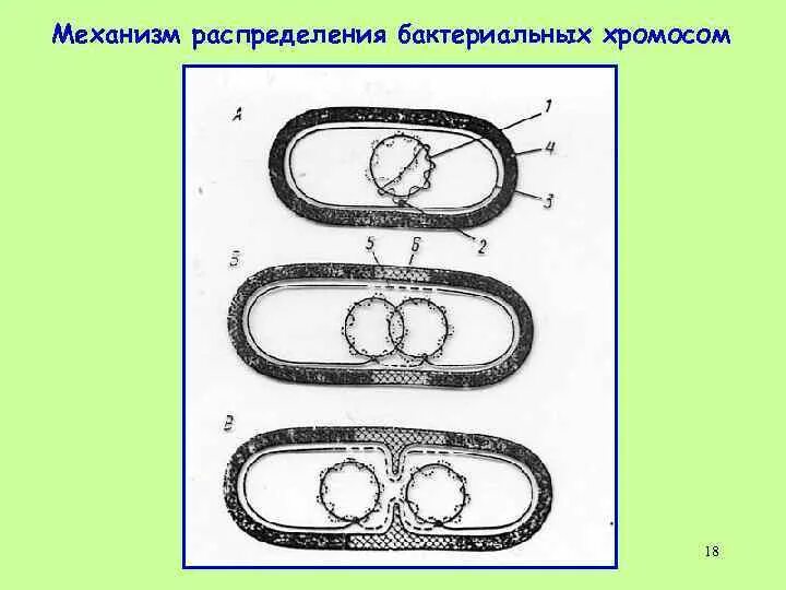 Схема деления прокариотической клетки. Кольцевая хромосома бактерии. Жизненный цикл прокариотической клетки. Механизм распределения бактериальных хромосом:.