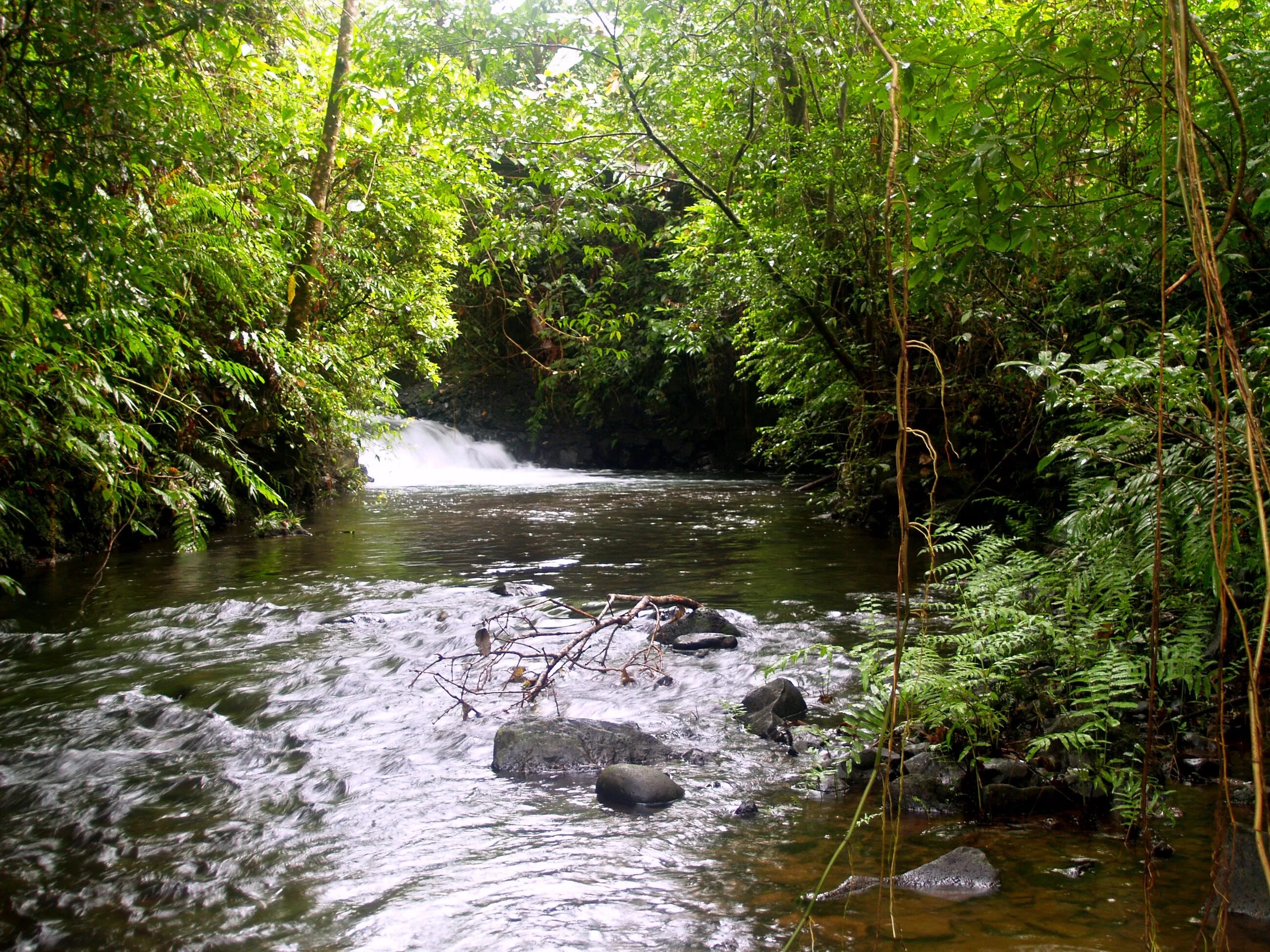 Jungle river