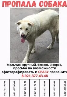 Куда девалась собака