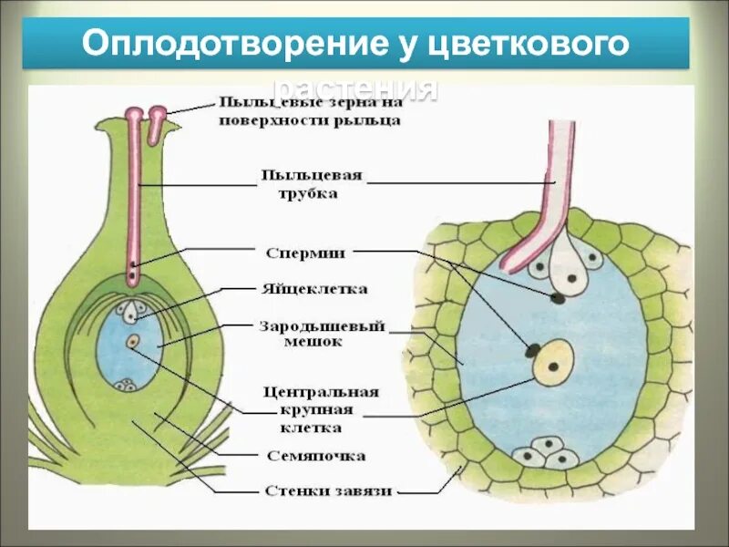 Оплодотворение растений рисунок