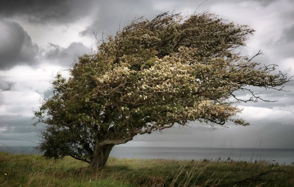 Деревья. Дерево на ветру. Сильный ветер. Наклоненное дерево.