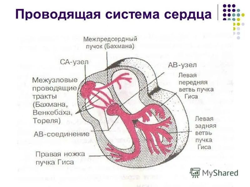 Пучки проводящей системы сердца. Проводящая система сердца строение. Синусно-предсердный узел проводящей системы сердца. Анатомия проводящей системы сердца человека. Проводящая система сердца анатомия схема.