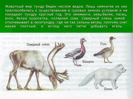 Какие животные обитают в тундре 4 класс