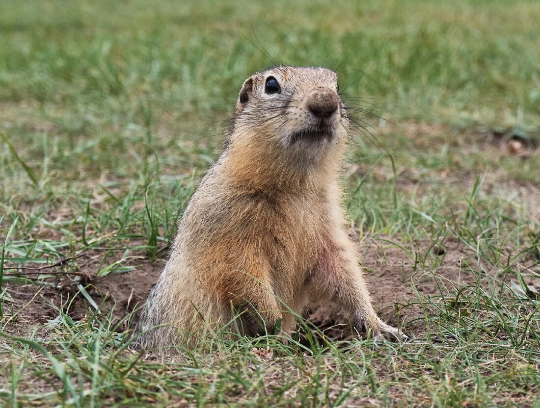 Суслик обитает. Суслик Сибирский. Грызуны суслик. Суслик казахстанский. Бешеный суслик.