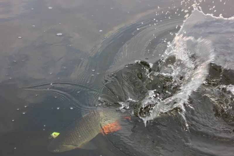 река умба рыбалка. кумжа рыба баренцева моря. хариус монстр. рыба в реке устья. рыбалка на реке пинега архангельской области.